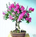 1000 semien NA BONSAI LAGERSTROEMIA INDICA MIX FARIEB - SEMENÁ 20 kusov Výška produktu 0 cm