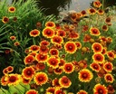 GAILARDIA OSTÁ (GAILLARDIA ARISTATA) KRÁSNE KVETY SEMENÁ 200 kusov Stav balenia originálne