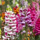 LEVÍ TRPASLÍK (ANTIRRHINUM MAJUS NANUM) MIX FARIEB 500 SEMIEN Hmotnosť 0.01 g