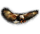 УФ НАКЛЕЙКА НА АВТОМОБИЛЬ, МОТОЦИКЛ, FLYING EAGLE