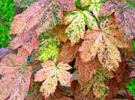 Javor ESK SUNSET očkovaný V KVETINÁČI