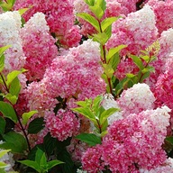 HYDRANGEA PANICULATA 'VANILLE FRAISE HORTENZIA BUK