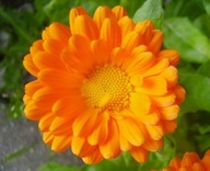 NAGIETEK LEKARSKI (CALENDULA OFFICINALIS) 50 NASION