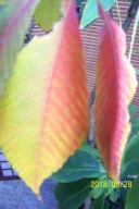 Kasztan 2gat 1pień lipa złotokap buk brzoza inny