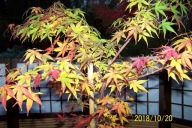 Klon Tsuma zmienobarwny szczepiony japoński palmowy inny