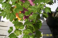 Klon szczepiony jawor centkowany oryginalny inny