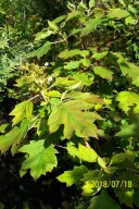 Hortensja atrakcyjna drzewkowa okaz taras inna