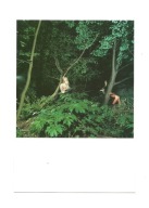 Pocztówka - Zagubiona w lesie i faun, czyli Bajki