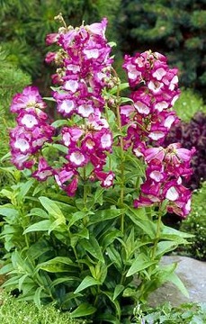 PENSTEMON HARTWEGO CHARMING FLOWERS BLEND 0,2G