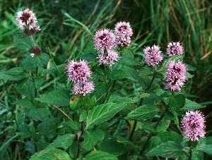 Мята водяная __ Mentha aquatica __ 50 Саженцы ОПТОМ