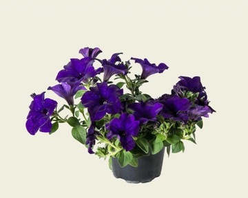 Семена GREAT-FLOWER PETUNIA NAVY BLUE