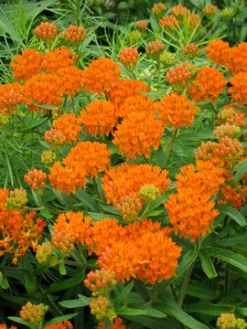 Семена TUBEROSA TUBEROUS MEDICINE