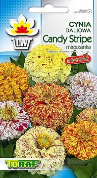 DALI ZINNIA CANDY STRIPE FULL FLOWERS MIX