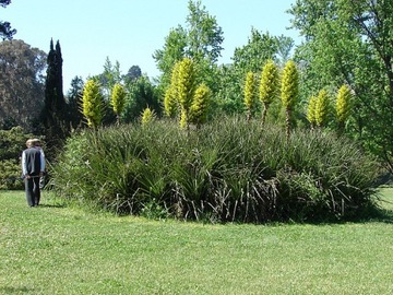 ЖЕЛТАЯ ПУЯ - PUYA CHILENSIS - 5 СЕМЯН