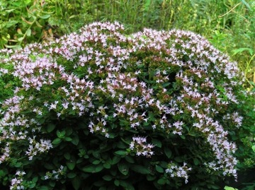 ОРГАНО - ORIGANUM VULGARE 400 СЕМЯН