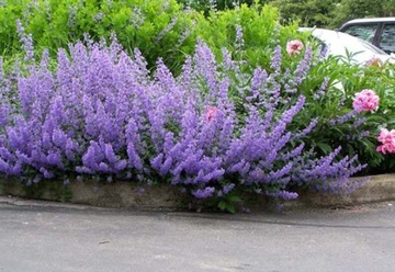 ПРЯНОСТИ КОШКА NEPETA CATARIA 500 США