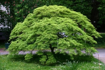 ДЛЯ БОНСАЙ ПАЛЬМЫ КЛЕН ДУМ. ЗЕЛЕНОЛИСТНОЙ (ACER PALMATUM) - 10 СЕМЯН