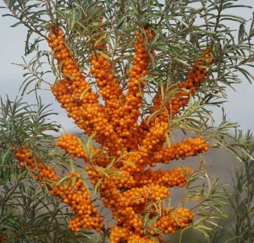 НА БОНСАЙ МОРСКАЯ СУКА HIPPOPHAE RAMNOIDES 50 СЕМЕН