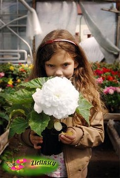 Pelargonia INTERSPECIFIC Calliope M WHITE