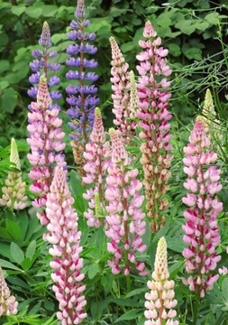 ЛЕТНИЕ ЛЮПИНЫ LUPINUS MUTABILIS МИКС ЦВЕТОВ 30 СЕМЯН