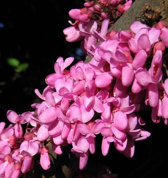 Cercis canadensis – канадский жук-иуда ХИТ!