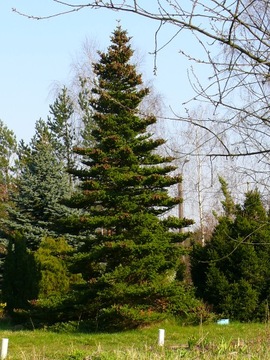 3-ЛЕТНЯЯ ПИЛЬ КОРЕЙСКАЯ В ГОРШКЕ