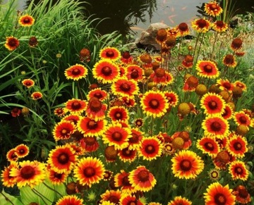 ГАЙЛАРДИЯ ГАЙЛАРДИЯ (GAILLARDIA ARISTATA) СЕМЕНА КРАСИВЫХ ЦВЕТОВ 200 шт.