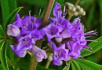 WITEX - VITEX NEGUNDO RARE SPECIES - 30 СЕМЯН