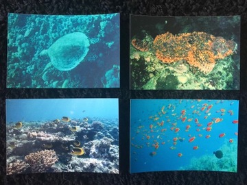 Bumper fishes diving rafa coral 4 pieces, фото
