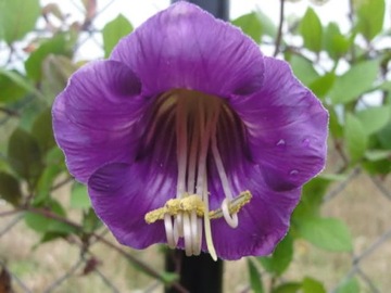 Cobia pnaca purple rekwiat 1g, фото