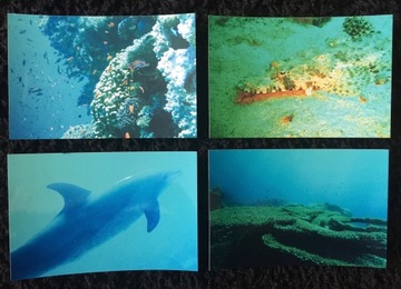 Bumper fishes diving rafa coral 4 pieces, фото