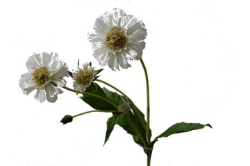 СКАБІОЗ білий ексклюзивні штучні квіти ARTROSE