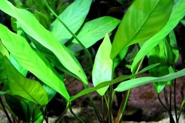 Anubias Lanceolata - uprawa podwodna