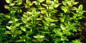 Bacopa Caroliniana bacopa karolińska in vitro