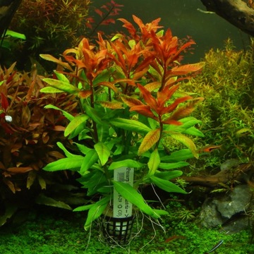 Rośliny do akwarium Proserpinaca Palustris rarytas