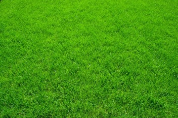 Graminex Sport 4KG Grass Rolimpex Семена трав