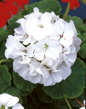 PELARGONIA RABATOWA BIAŁA