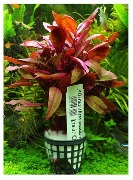 Alternanthera Sessilis-Rubra mega bordowa XXL