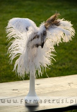 STRUSIE PIÓRA, PIÓRO BIAŁE STRUŚ 45-50CM
