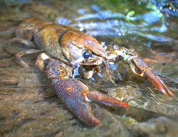 R-H Raczki Raczek Rak Relax оригинальный США набор из 5 шт.