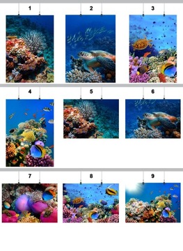 PLAKAT RAFA KORALOWA 100x130 CM 9 WZORÓW MATOWY