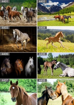 Plakat poster PSY KOTY ZWIERZĘTA 40x30 max wybór