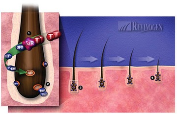 Revivogen Scalp Therapy для роста волос и облысения