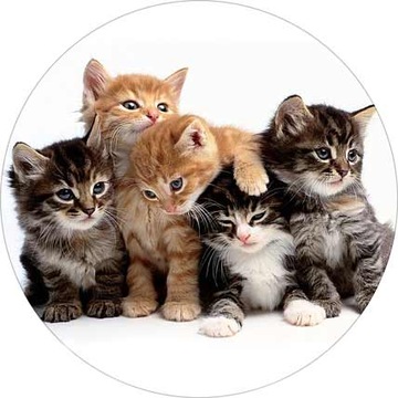 ВОЛНЫ для торта КОТЫ, диаметр 20 см, плотные, насыщенные цвета.