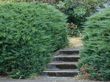 Можжевельник сабини TAMARISCIFOLIA Стелющийся почвопокровник