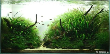 Cryptocoryne nevillii - najmniejsza