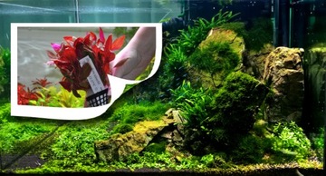 Roślina do akwarium Hygrophila araquaja