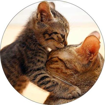 ВОЛНЫ для торта КОТЫ, диаметр 20 см, плотные, насыщенные цвета.