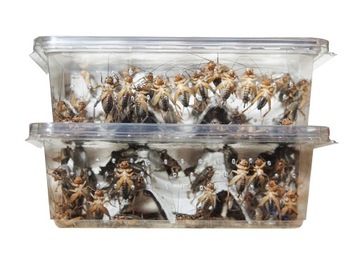 ŚWIERSZCZE ŚRÓDZIEMNOMORSKIE ŚREDNIE -PACZKA 100ml