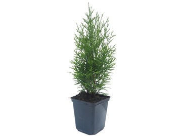 Tuja Szmaragd Thuja Smaragd sadzonka w doniczce P9